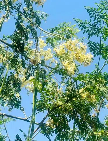 Fresh Organic Drumstick (Moringa)