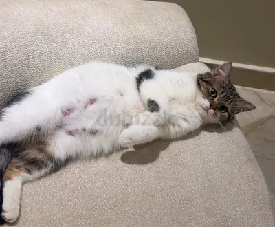 cat adoption