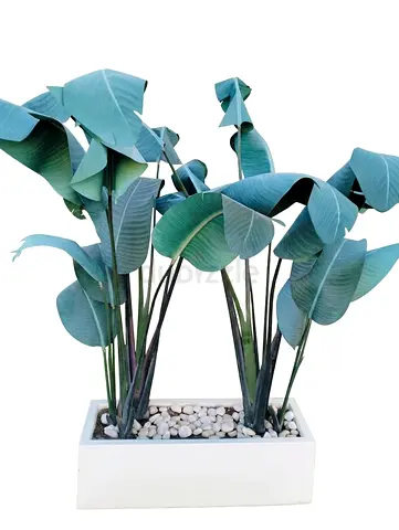 Large Giant Bird of Paradise (Strelitzia nicolai) in White Planter