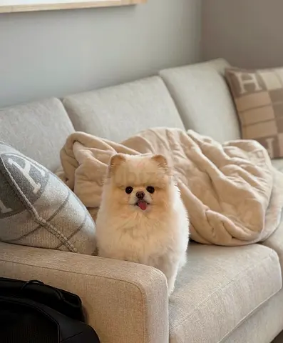 Pomeranian
