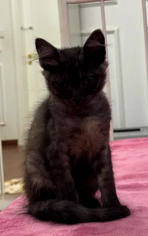 3-month-old black/grey kitten available for adoption
