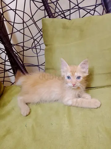 Free kittens