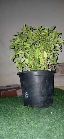 مدينة العين رملة زاخر عند (مجلس زاخر)