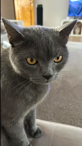 British short hair male 7 years old