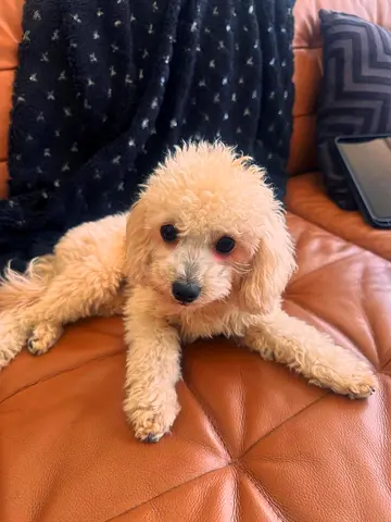 Adorable Toy Poodle Puppy for Rehoming