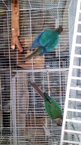 Tortoise conure