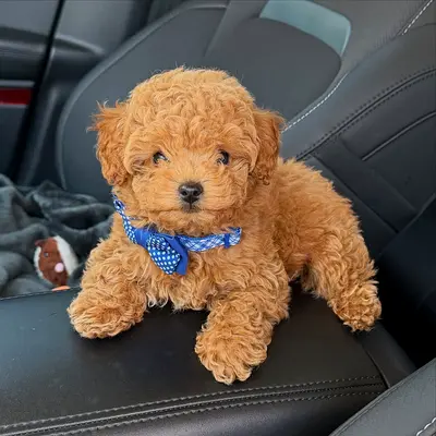Cute Toy Poodle Puppy vaccinated well trained  Healthy