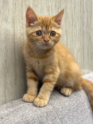 Friendly young ginger cat looking for a new home