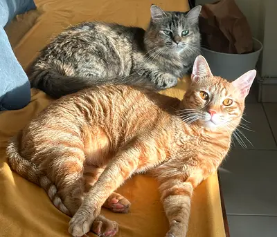 Two Friendly Indoor Cats — Available for Rehoming