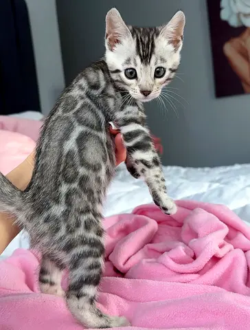 Bengal