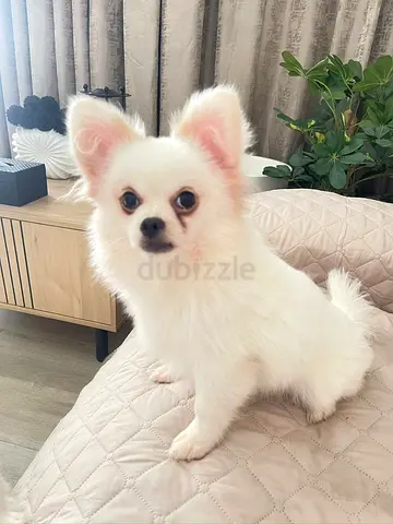 Pomeranian Dog