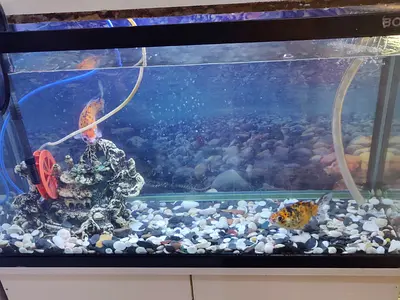 Used 60L Fish Aquarium with Gravel, Filter and Two Goldfish