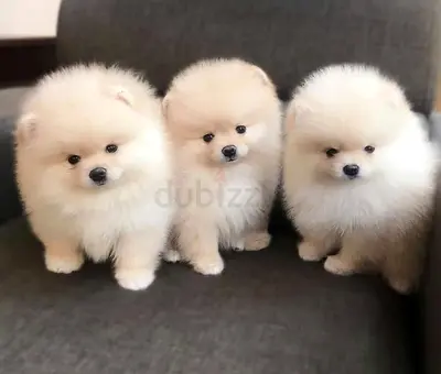 Pomeranian Puppies