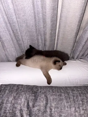 قطط برطاني