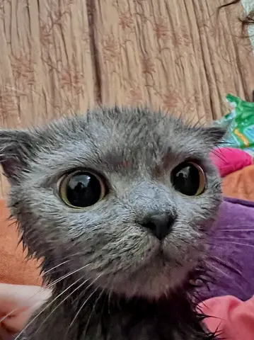 Scottish fold female
