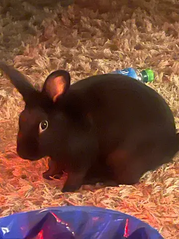 🌟LOVELY BLACK FLUFFY RABBIT💕 Very friendly and toilet trained. Needs a loving home.🌟