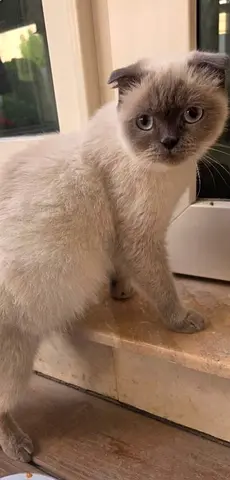 Young Scottish Fold kitten — playful and friendly (ready to join a home)
