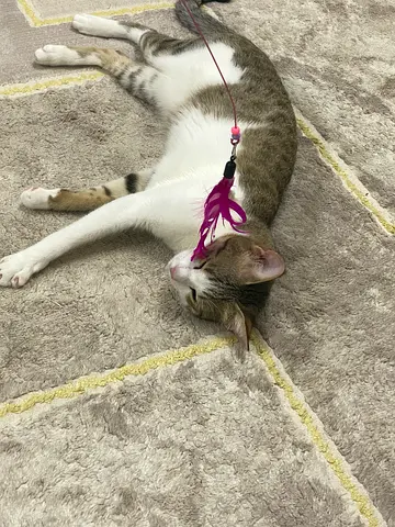 A cat for free adoption