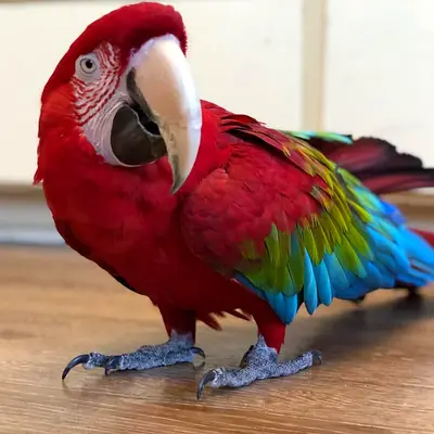 Red Macaw parrots