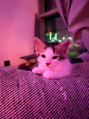 kitten for free adoption