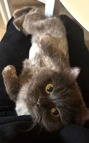 Lovely Persian Breed Female Cat, 8 month old, neutered, looking for a loving family.