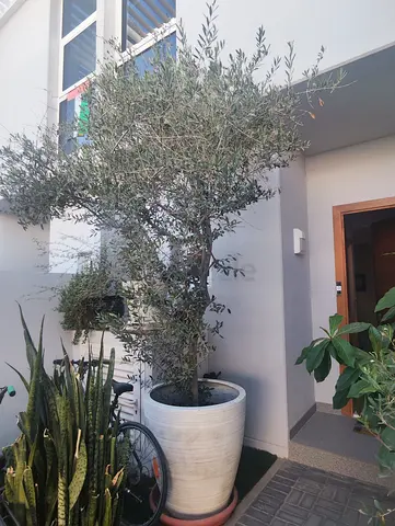 Large outdoor olive tree in white pot - mature.