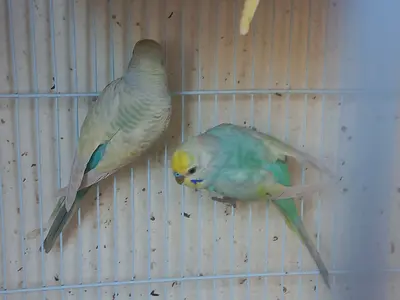Pair of budgerigars (parakeets) - healthy young birds