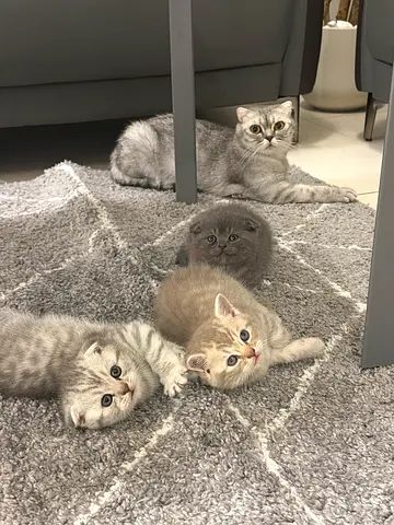 Kittens for adoption