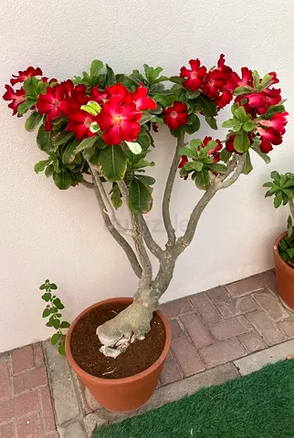 Red Adenium (Desert Rose) in Large Terracotta Pot — Red Flowers