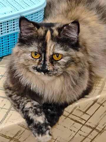 Smoky — DLH Edition