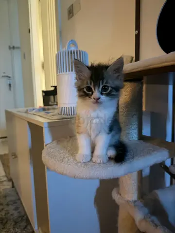 Kitten for free adoption