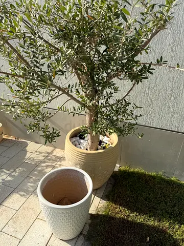 Ceramic Pots with Plants