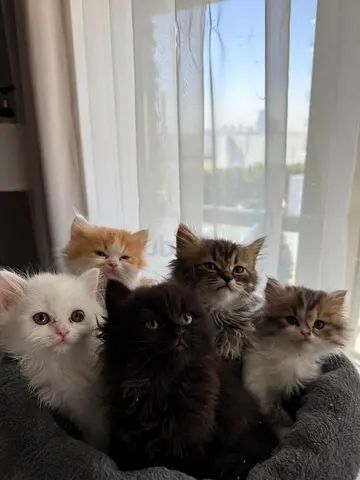 Gorgeous 5 British long hair Mix Persian Doll face fluffy friendly looking for their forever homes