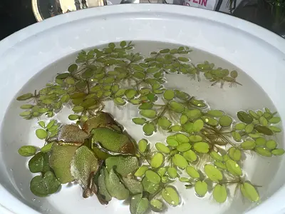 Water lettuce trimming for aquarium