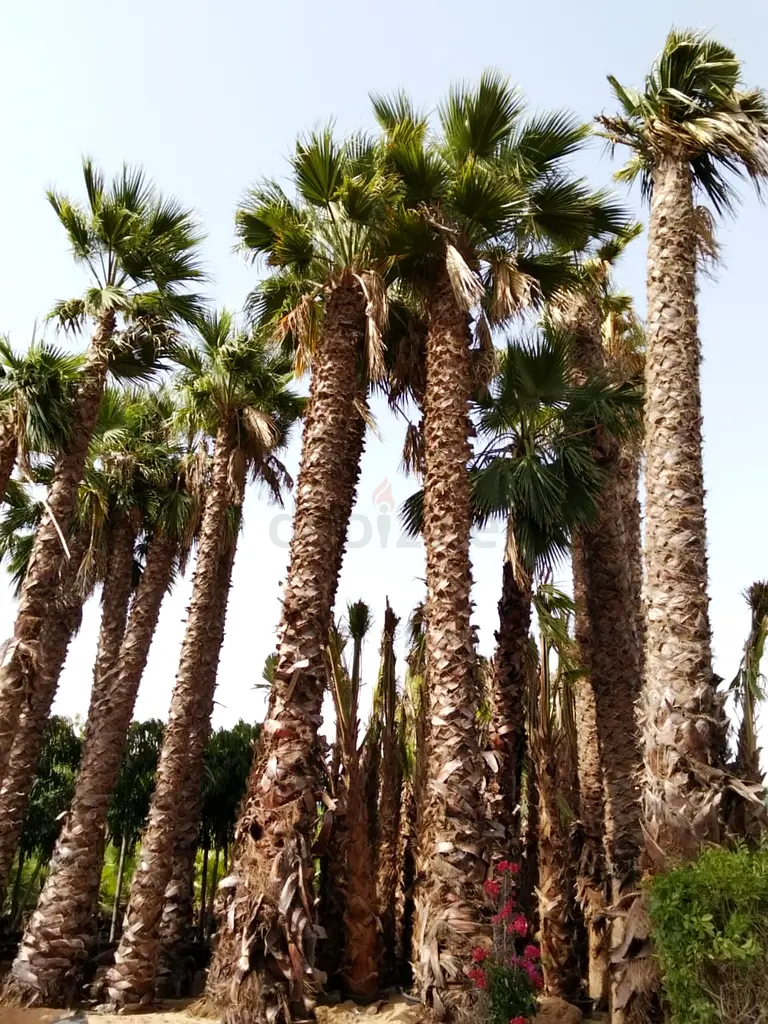 DPV_View_Image_2