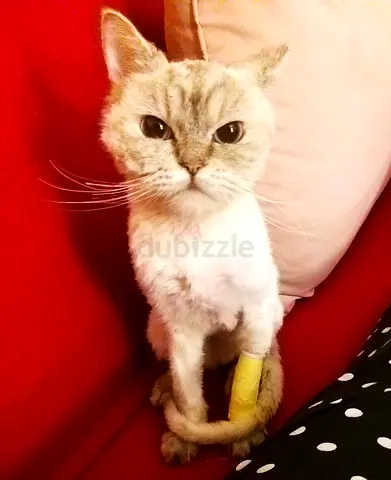 Beautiful Male Cat, British Shorthair Breed, with 8 months and neutered. Looking for a lovely family
