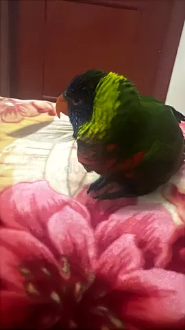 Beautiful Rainbow Lorikeet for Adoption