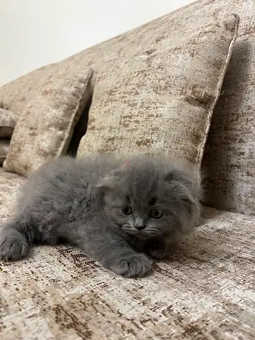 Scottish Fold Longhair Kitten