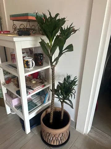 Tall potted indoor plant with matching decorative ceramic pot