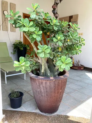 Large Potted Indoor/Outdoor Decorative Plant with Ceramic Planter