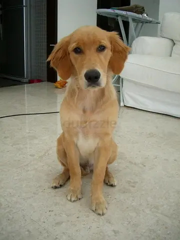 Young golden retriever dog available for adoption