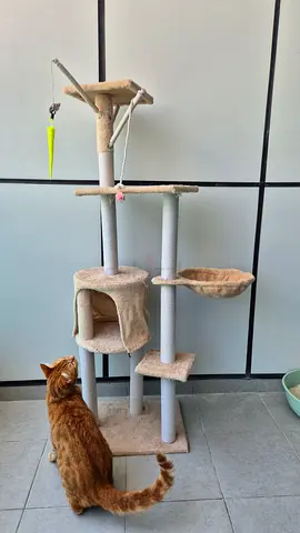 Multi-level beige cat tree with scratching posts and perches