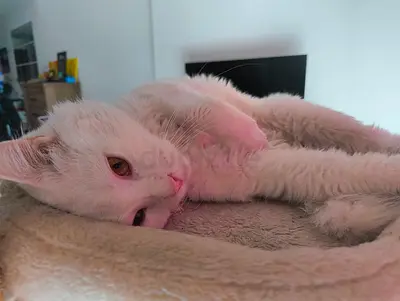 Beautiful Turkish Angora (Casper) Seeking Loving Home