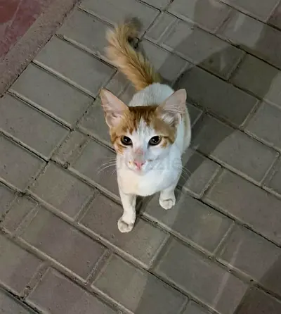 Sweet Ginger  White Kitten for Loving Adoption