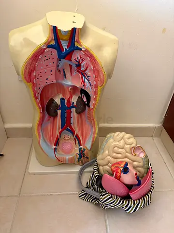 Vintage Human Anatomy Torso and Removable Brain Model - Educational Collectible