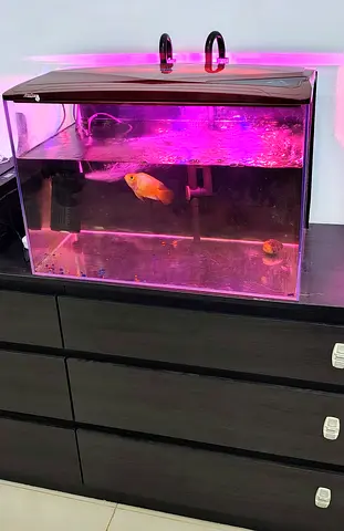 Aquarium -60*35*40 cm for sale international city 2