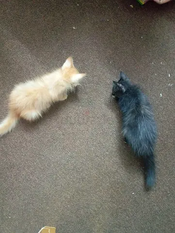 Two little kittens