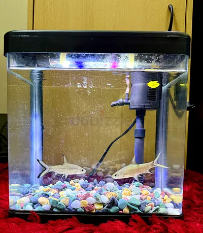 Small Fish Aquarium Tank with Filter, Light and 2 Fish