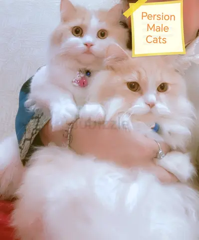 Free Adoption Two White  ginger Persian Male Cats — Friendly, Well-Groomed