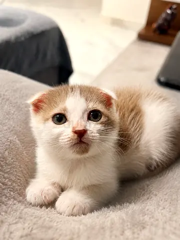 Adorable Scottish Fold Kitten
